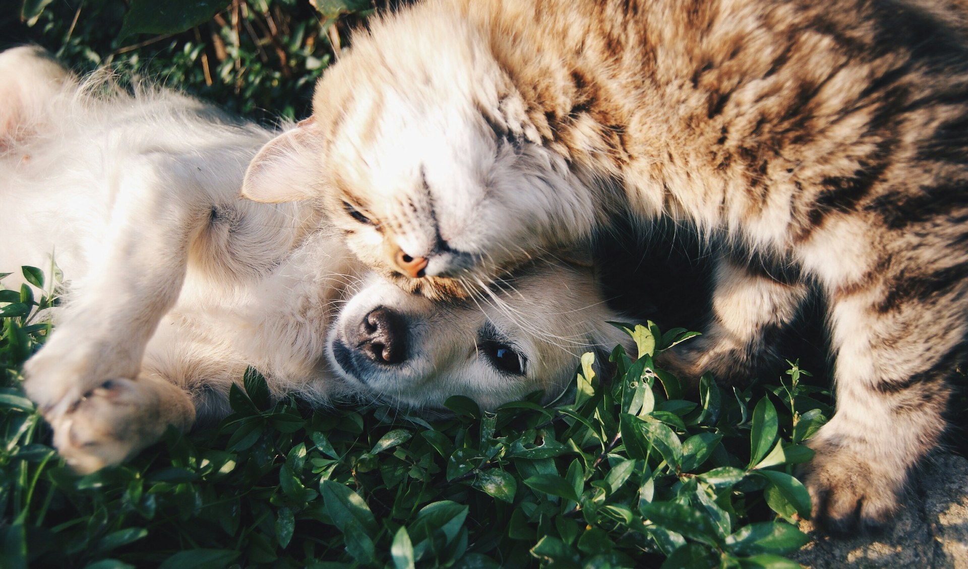 Propriétaire avec son chien