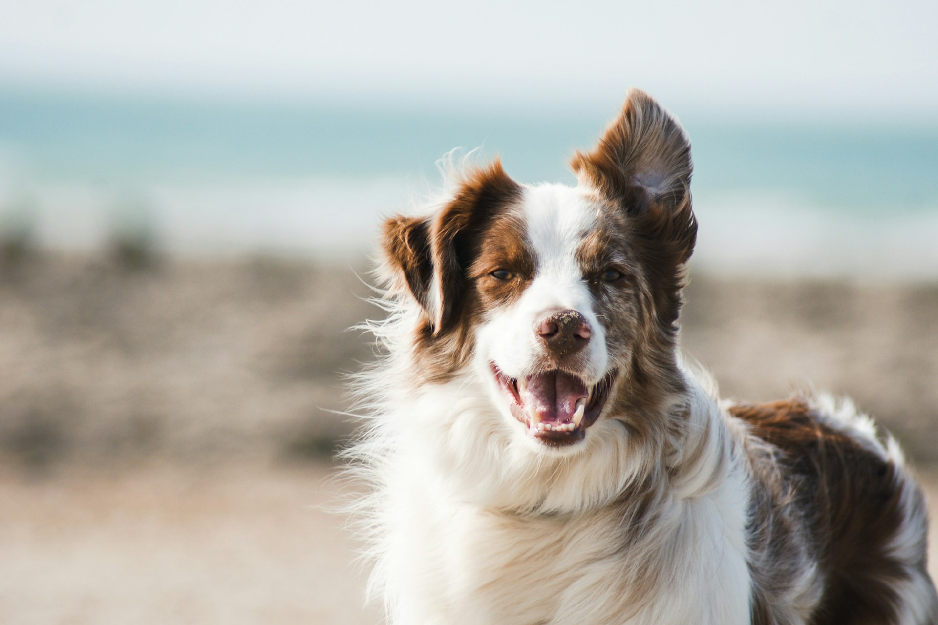 Chien heureux au regard attentif